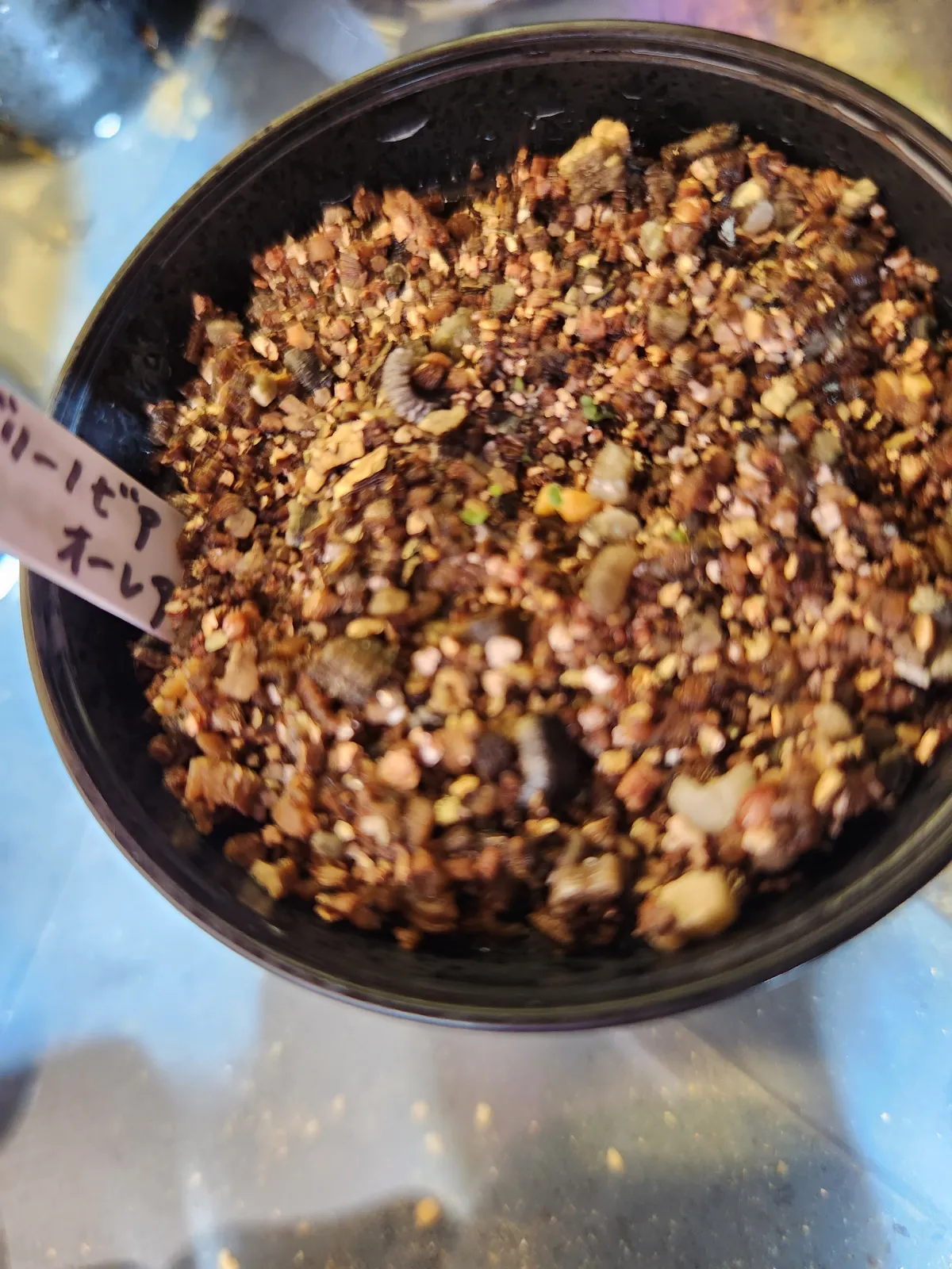 Aeonium aurea (グリーノビア オーレア)