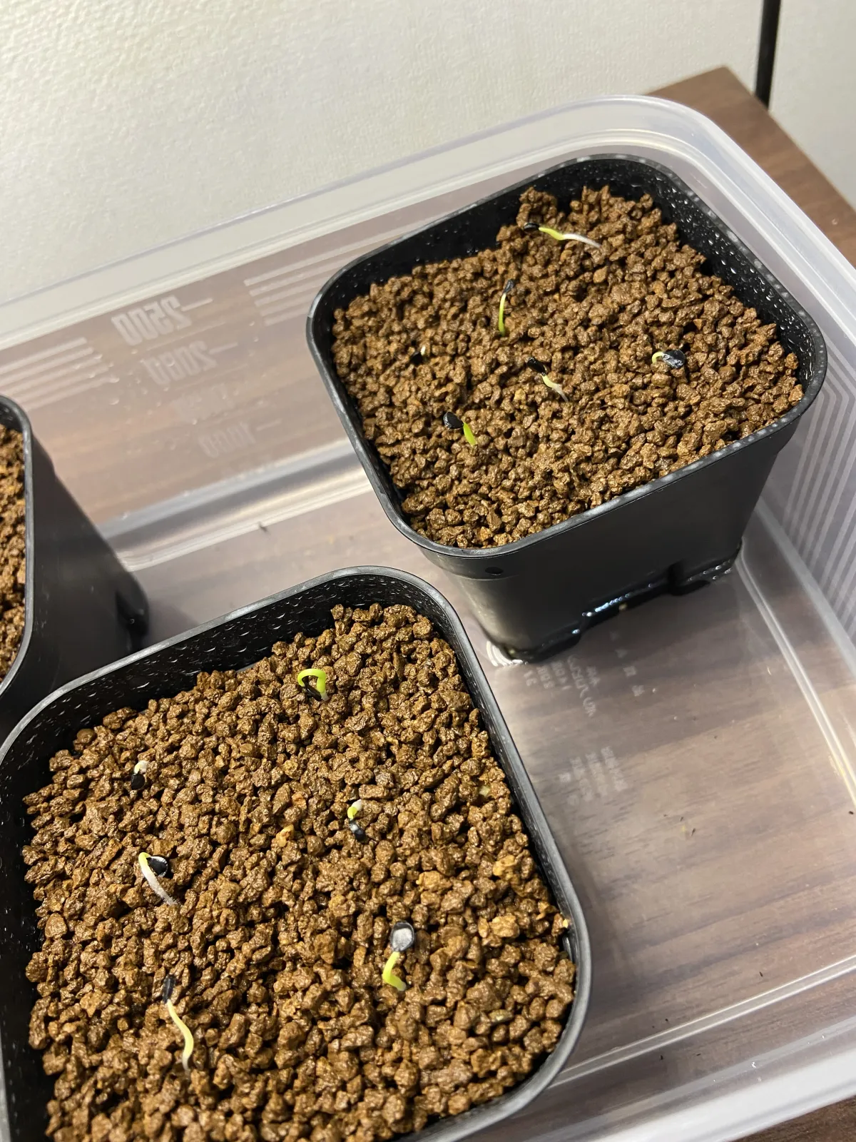 Agave utahensis var. eborispina (アガベ エボリスピナ)