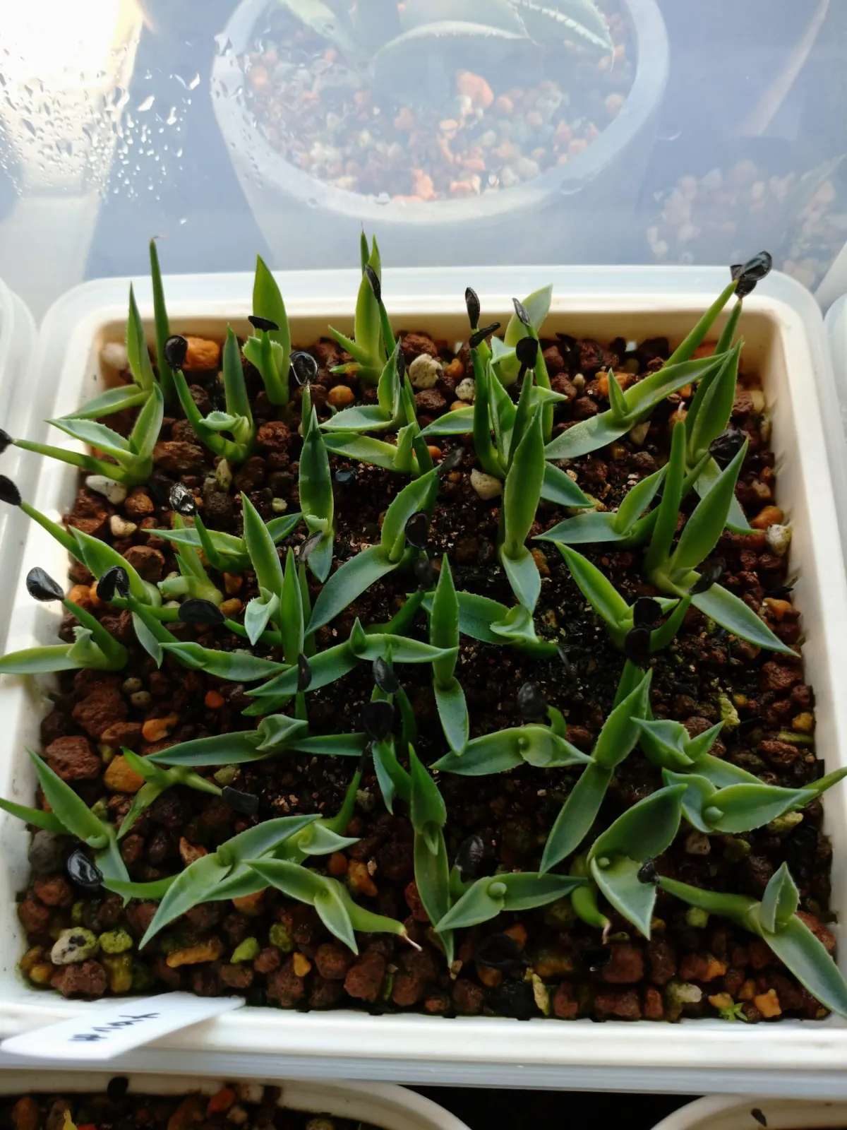 Agave montana (アガベ モンタナ)