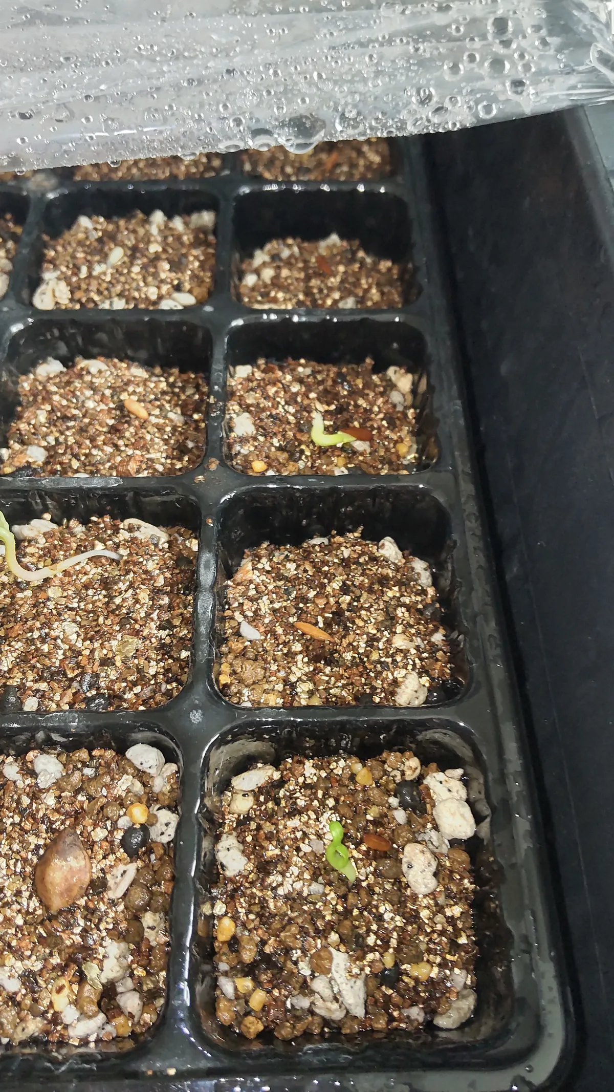 Pachypodium rosulatum var. gracilius (パキポディウム グラキリス)