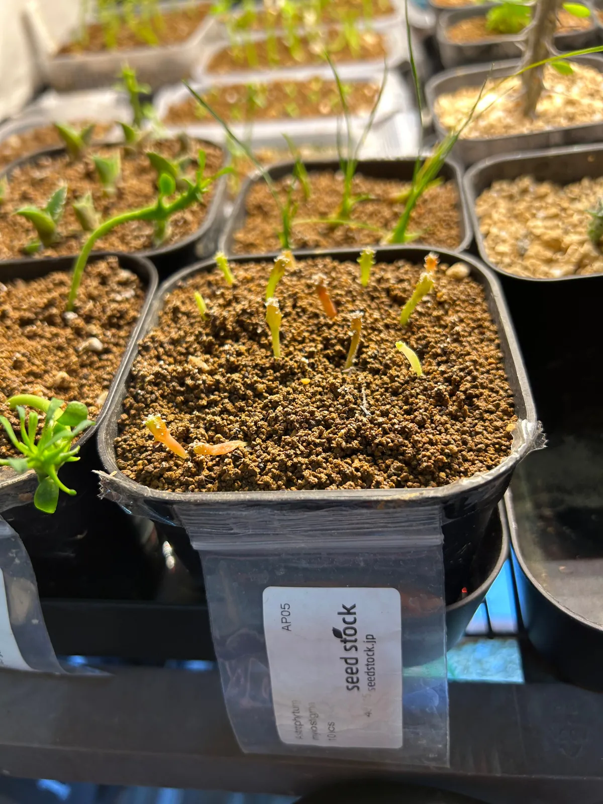 Astrophytum myriostigma (アストロフィツム ミリオスティグマ)