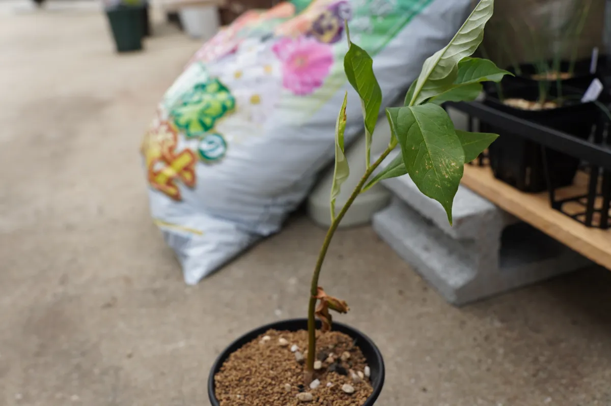 Adansonia digitata (アダンソニア（バオバブ） ディギタータ)