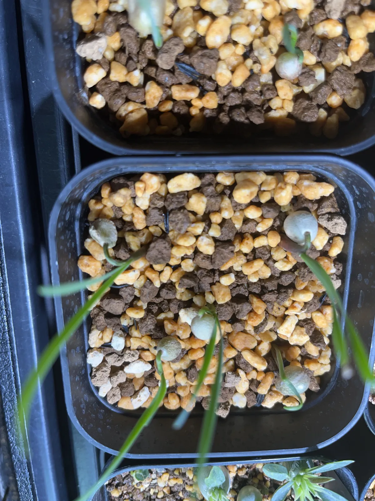 Boophone disticha (ブーファン ディスティカ)