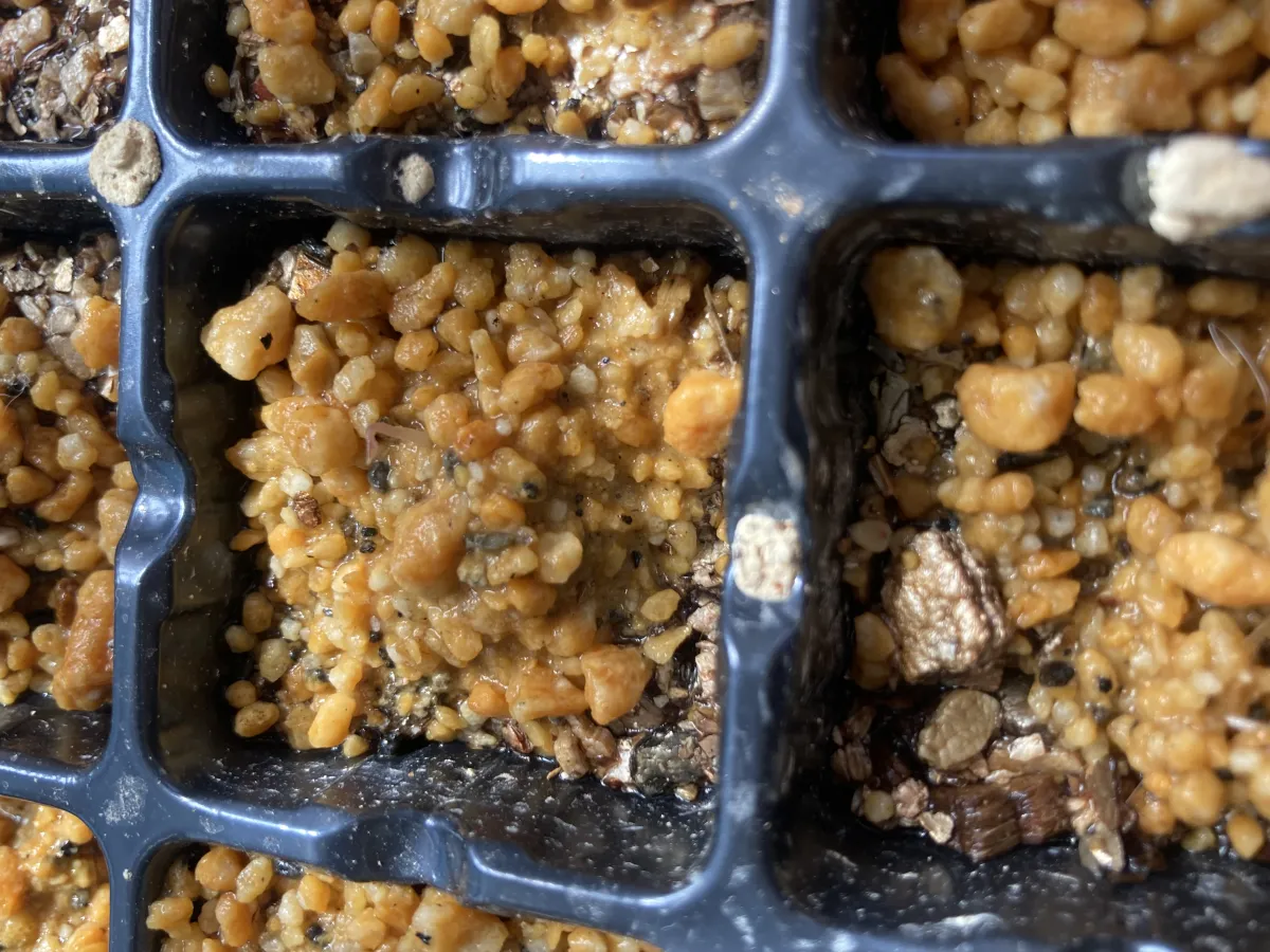 Dioscorea elephantipes (ディオスコレア エレファンティペス2023F)