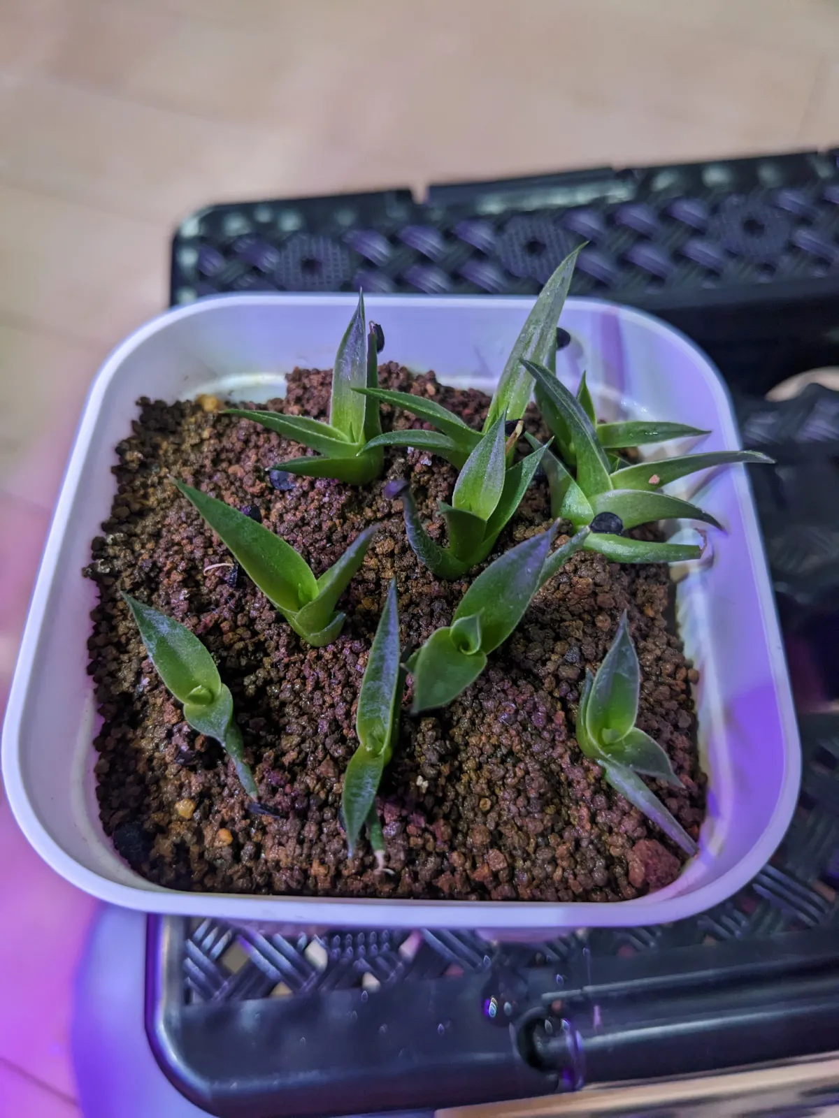 Agave utahensis var. nevadensis (アガベ ユタエンシス ネヴァデンシス)