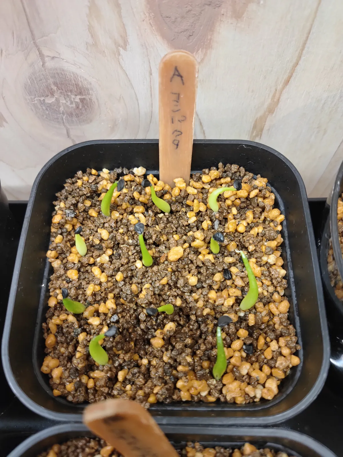 Agave utahensis ssp. utahensis 'Compacta' (アガベ ユタエンシスコンパクタ)