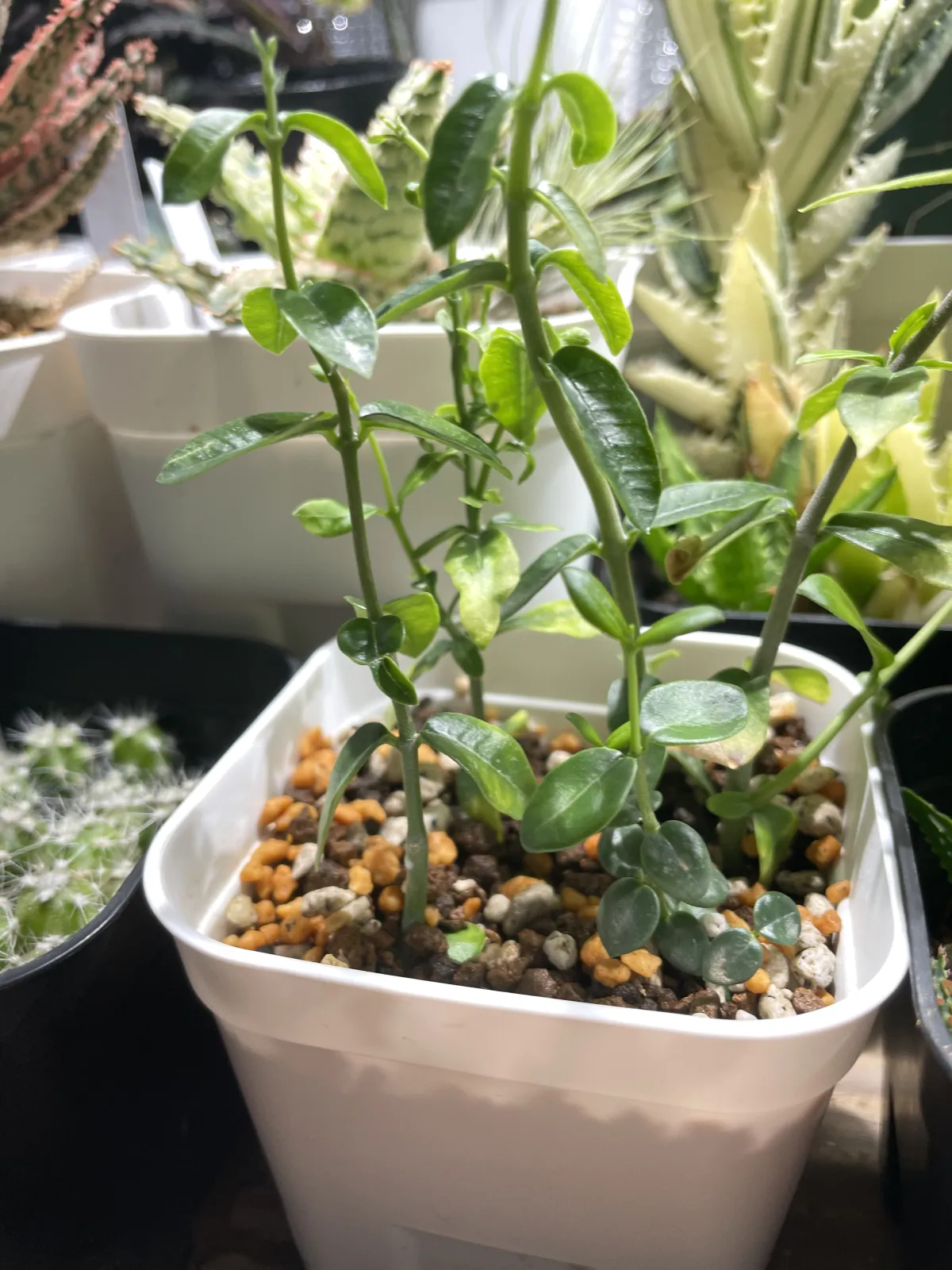 Fockea edulis (フォッケア 火星人)