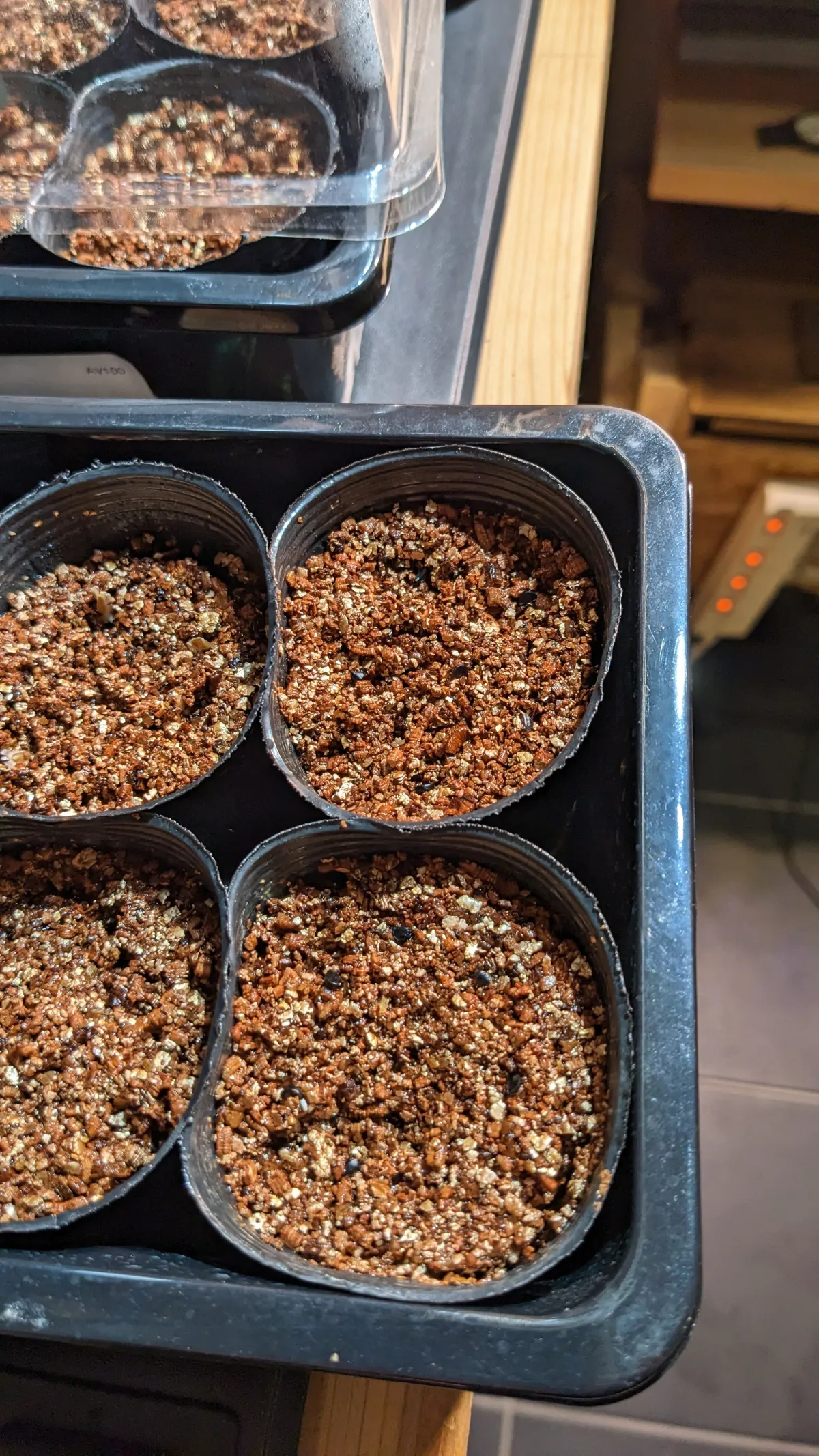 Agave filifera (アガベ フィリフェラ)