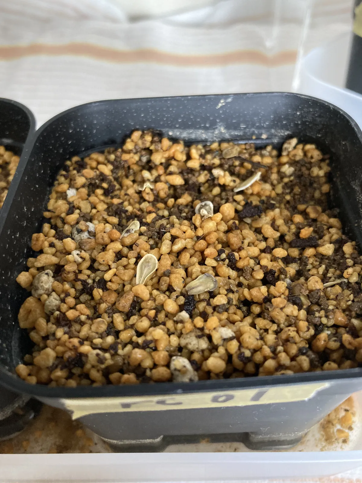 Fockea edulis (フォッケア 火星人)