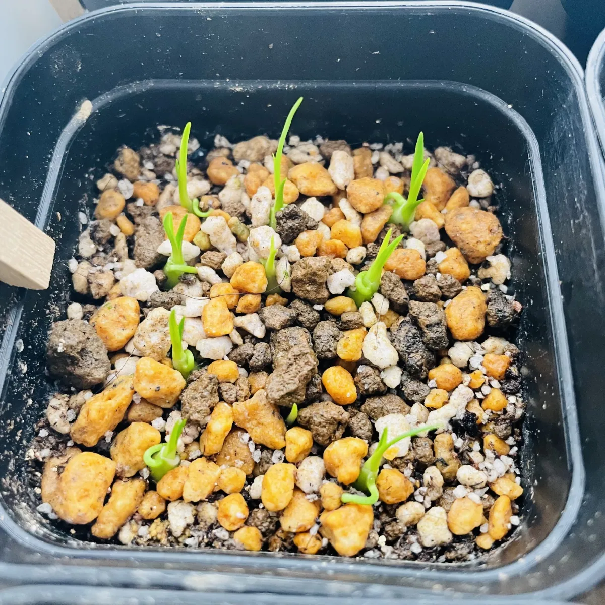 Beaucarnea gracilis (ボーカルネア グラキリス)