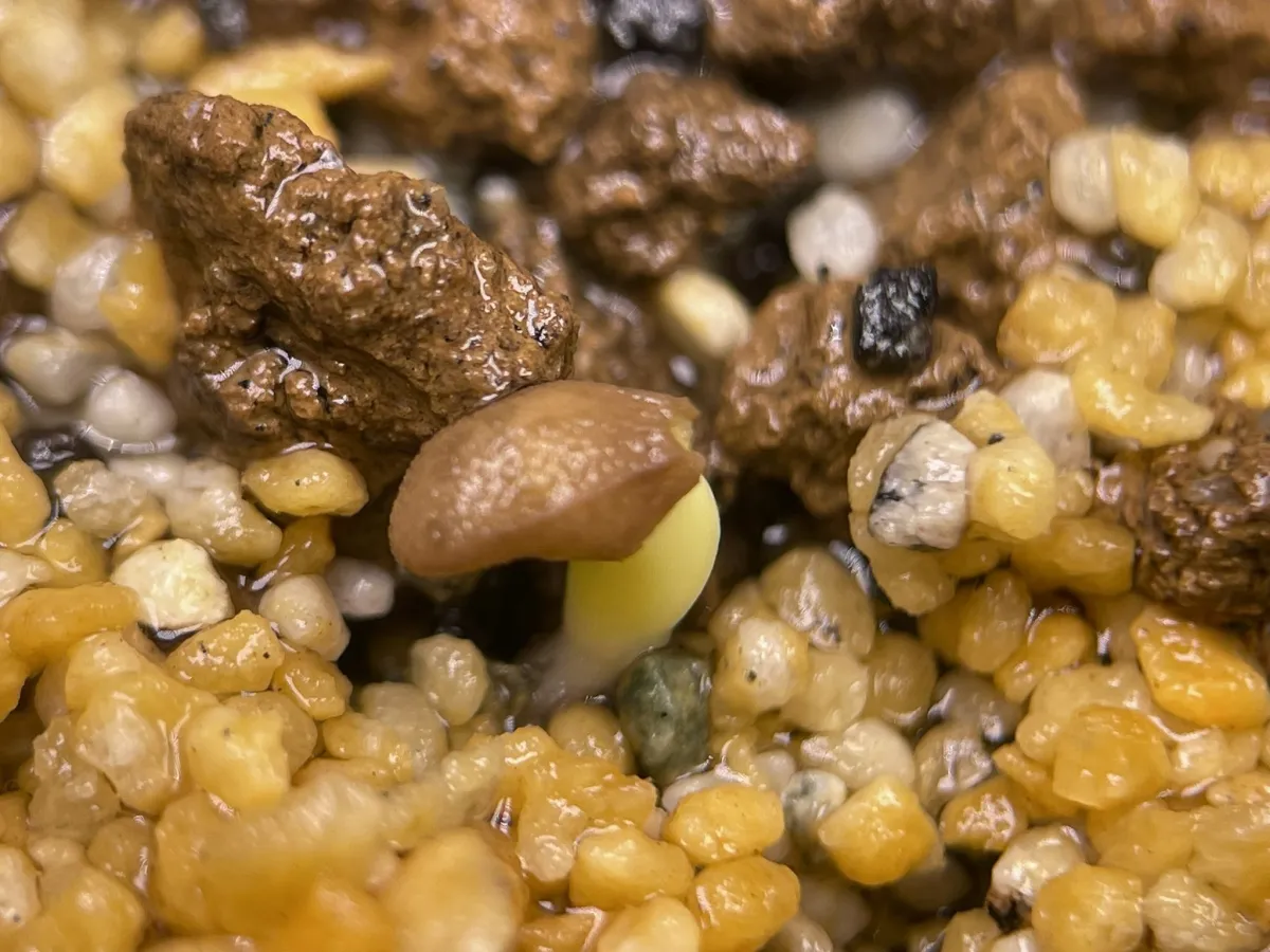 Pachypodium succulentum (パキポディウム サキュレンタム 天馬空)