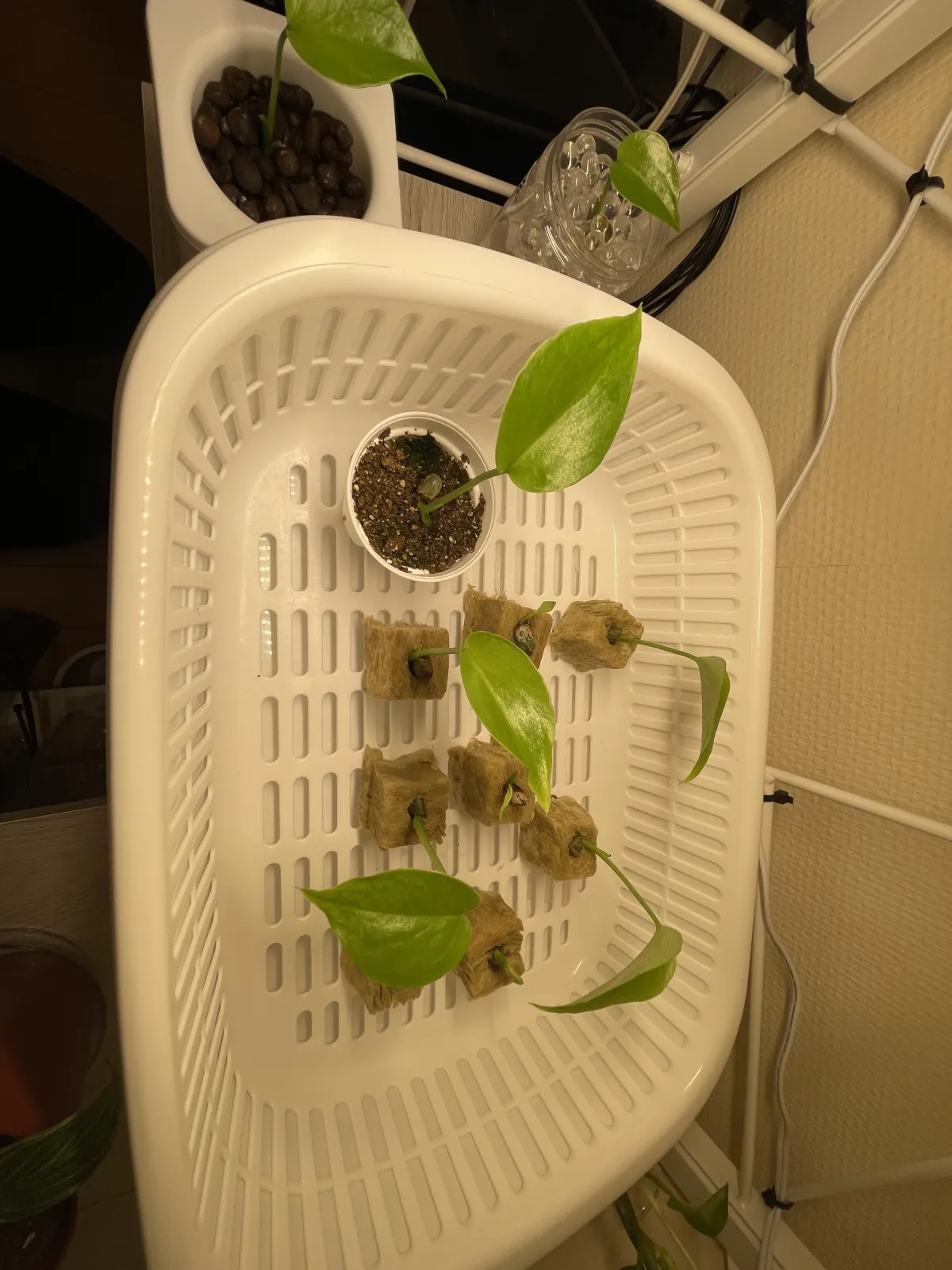 Monstera deliciosa (モンステラ デリシオーサ)