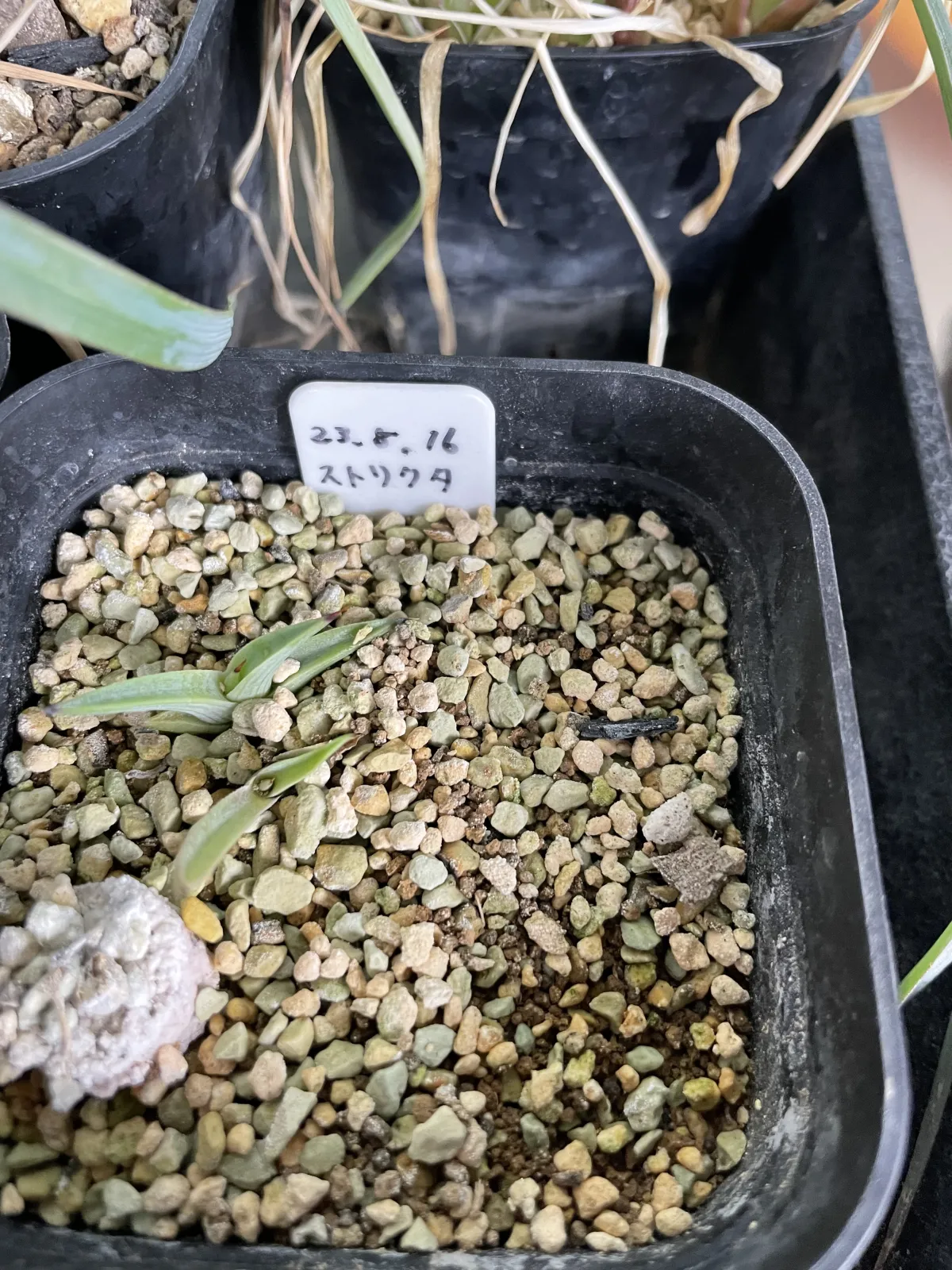 Agave stricta (アガベ ストリクタ)