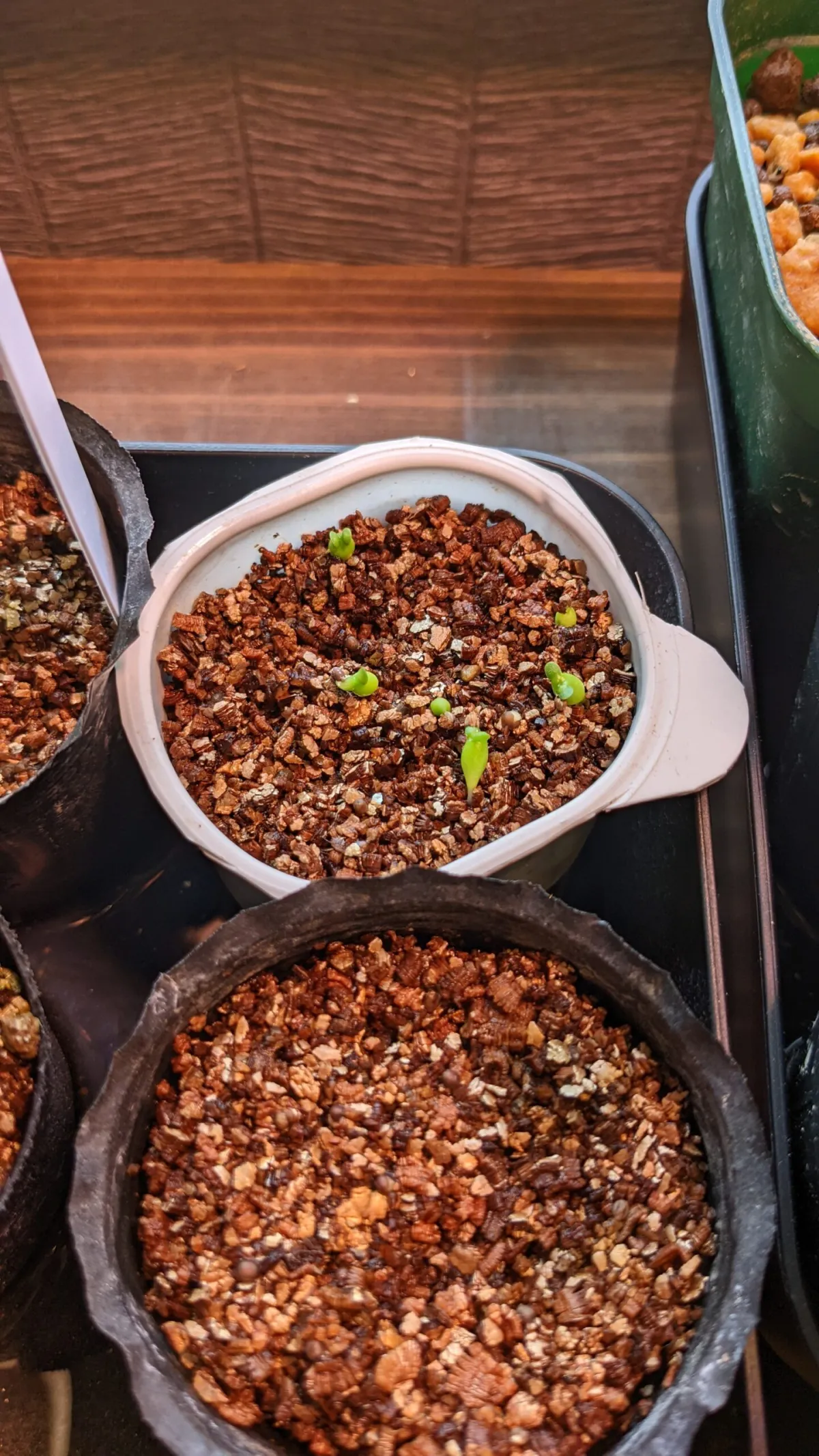 Euphorbia stellata (ユーフォルビア ステラータ 飛竜)