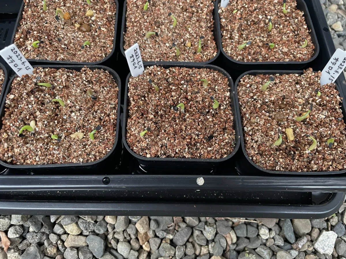 Agave oteroi (アガベ オテロイ)