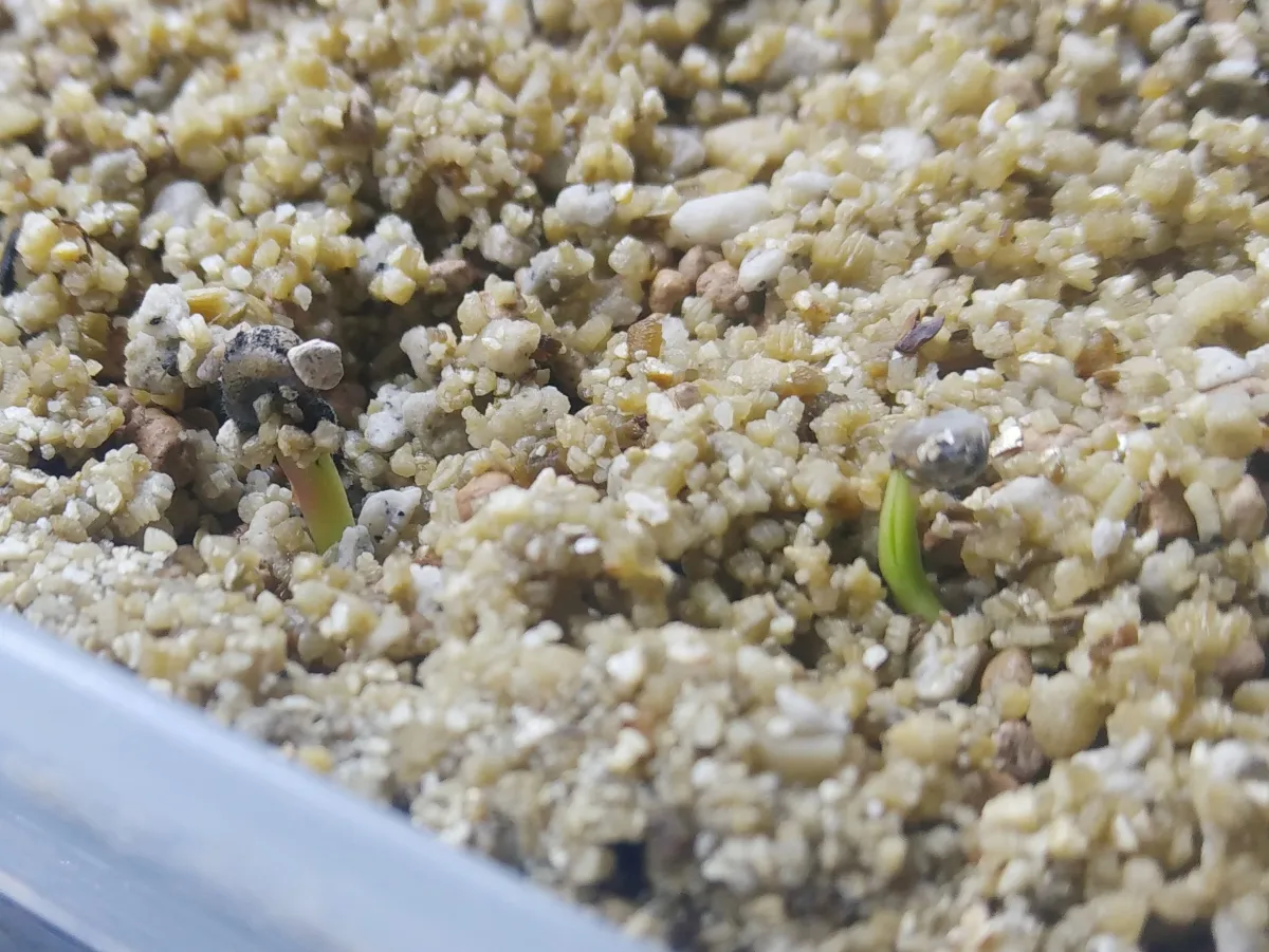 Opuntia santarita var. santa-rita (オプンティア サンタリタ)