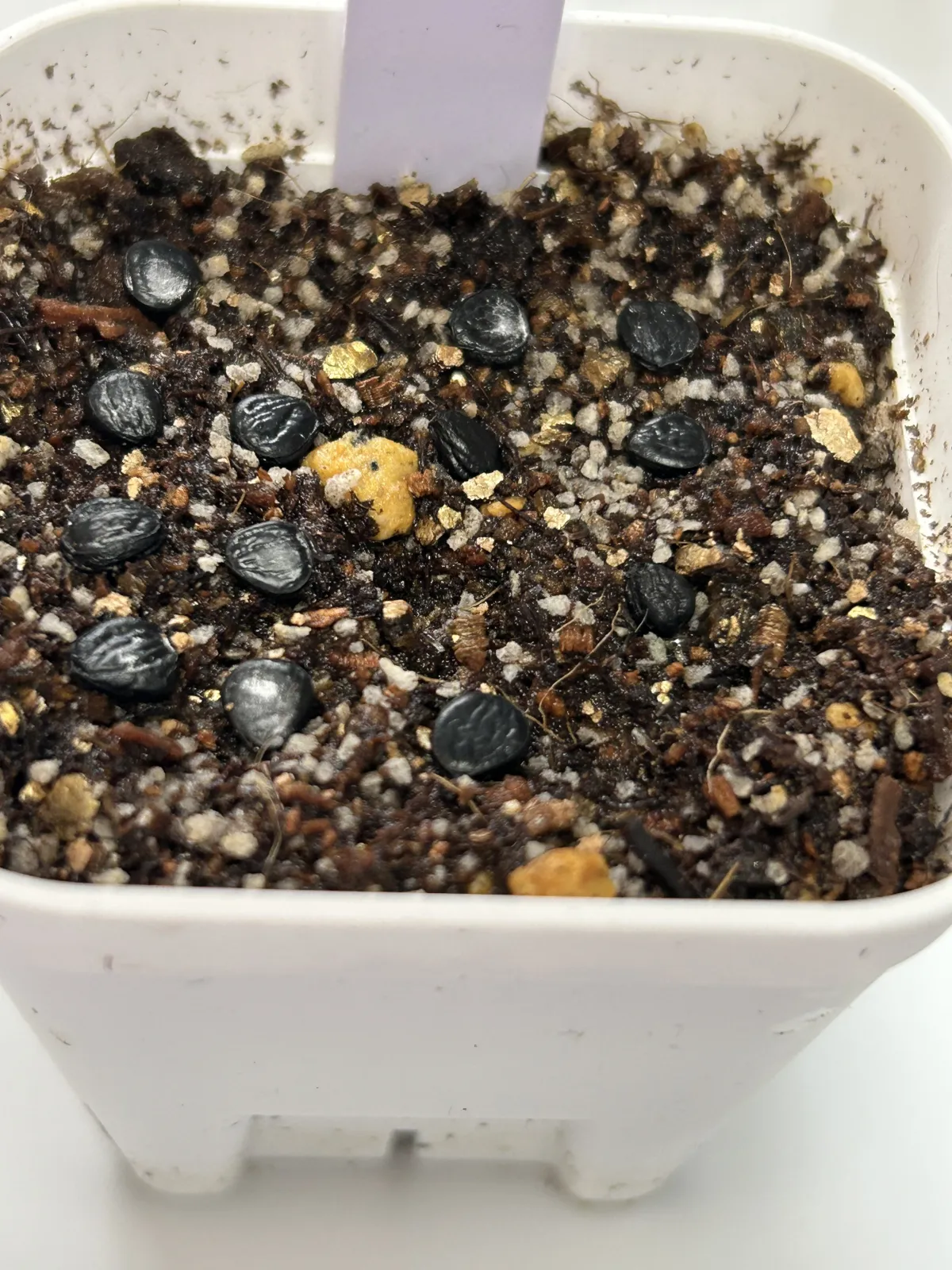 Yucca aloifolia (ユッカ アロイフォリア)