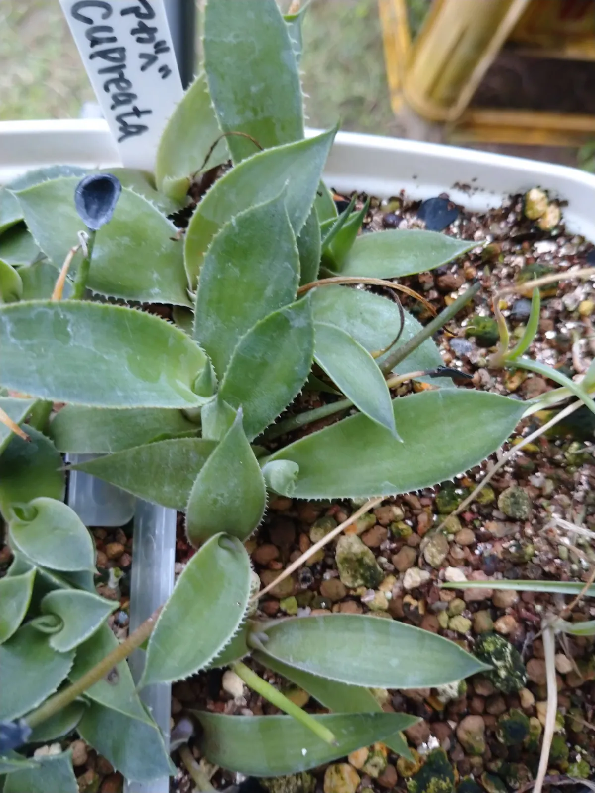 Agave cupreata (アガベ クプレアータ)