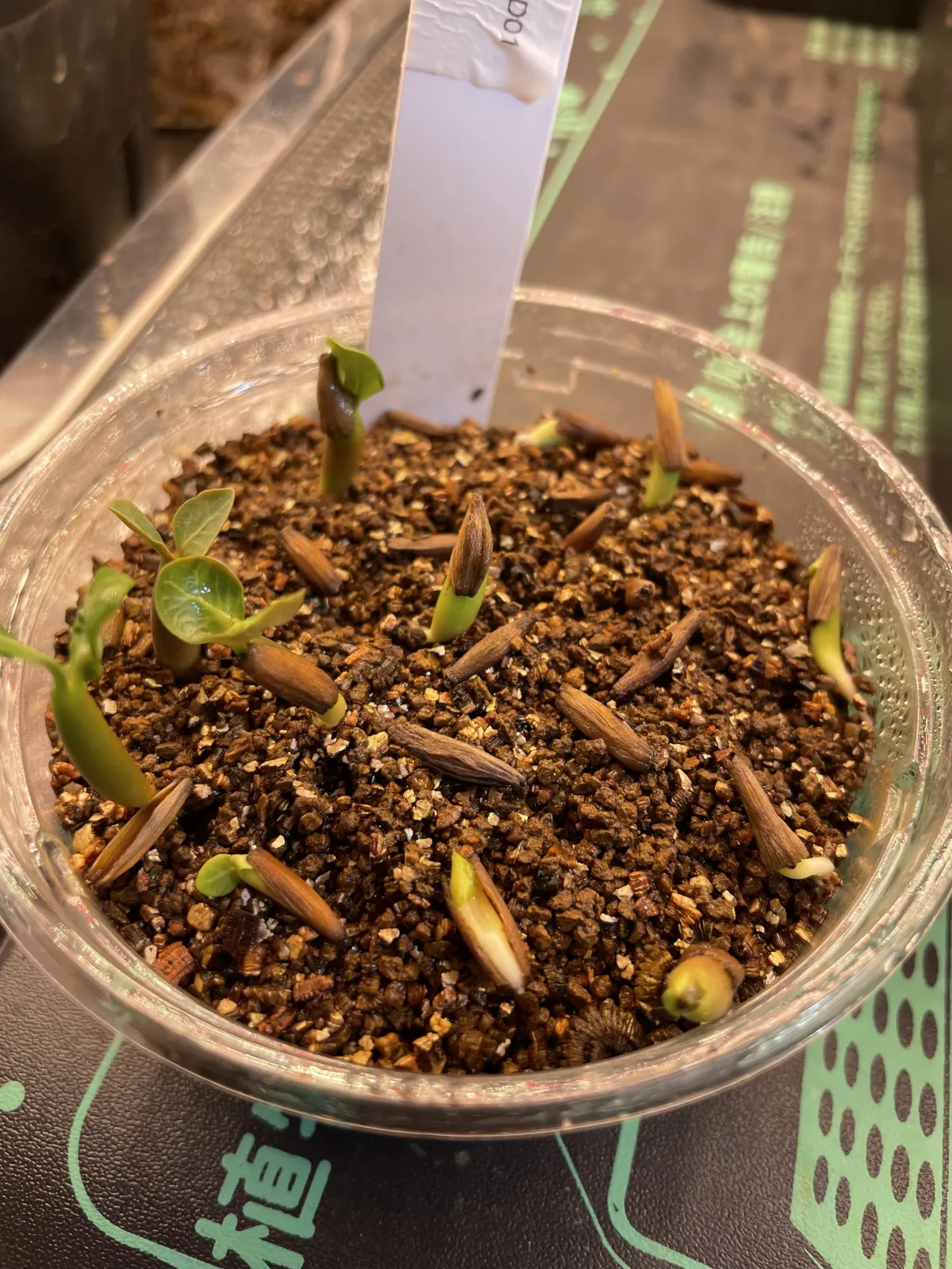 Adenium obesum (アデニウム オベスム)