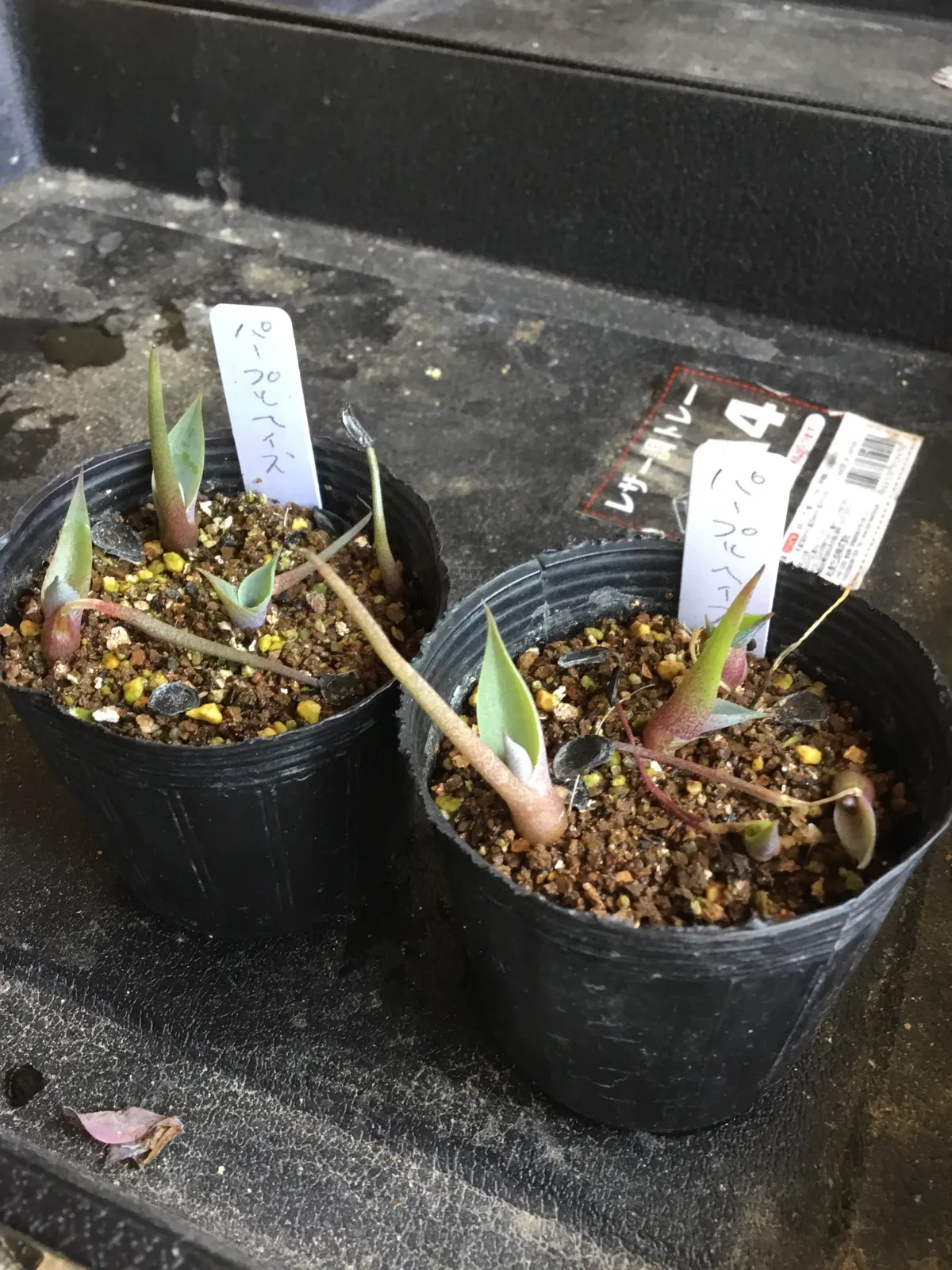 Agave potatorum Purple Haze (アガベ パープルヘイズ)