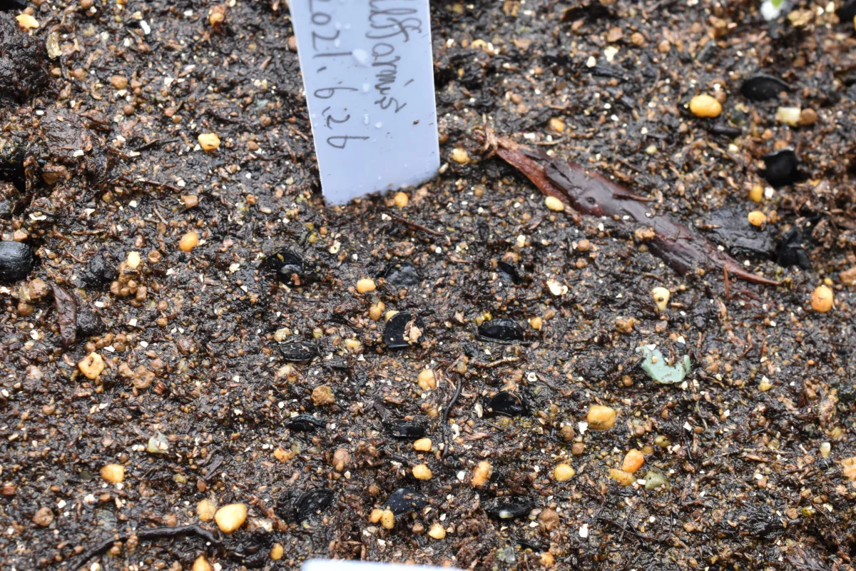 Agave difformis (アガベ ディフォルミス)