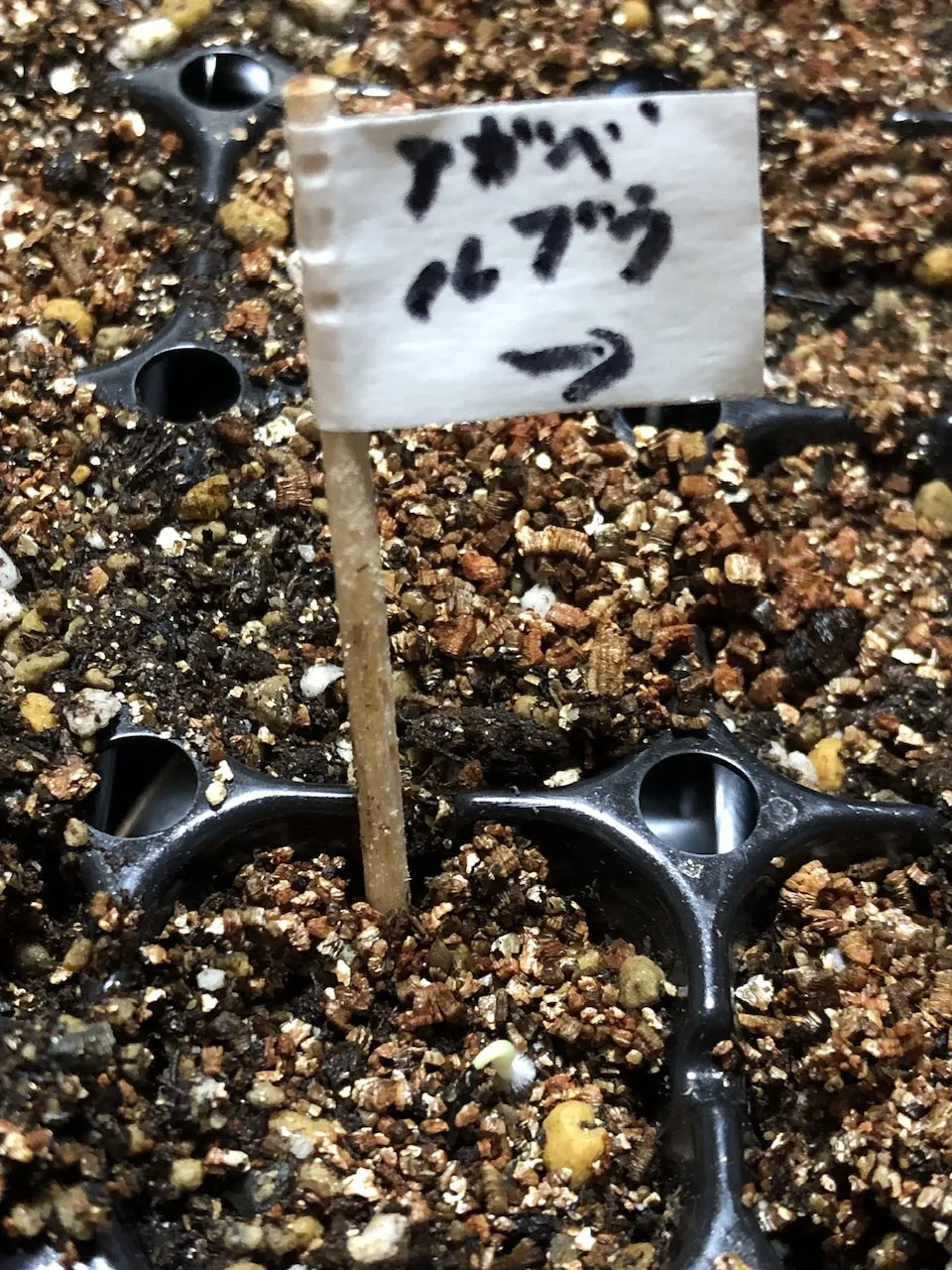 Agave stricta rubra (アガベ ストリクタ ルブラ)