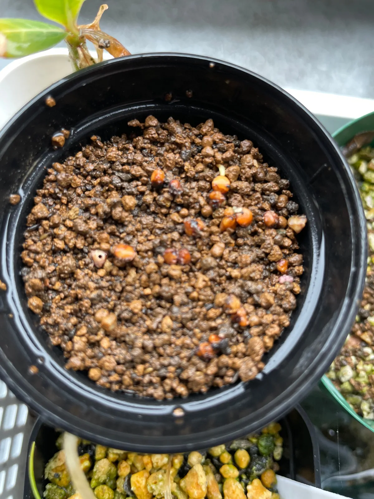 Dasylirion longissimum var. longissimum (ダシリリオン ロンギシマム)