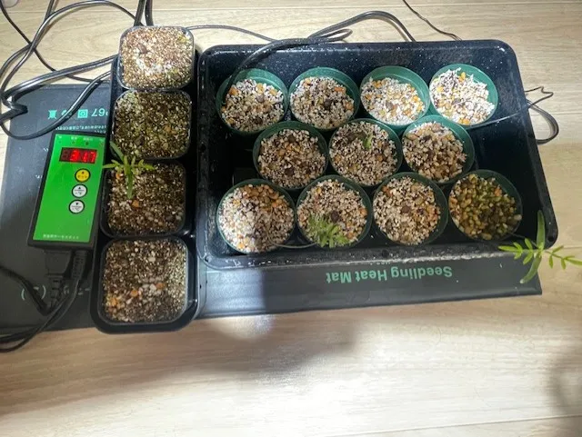 Operculicarya sp (オペルクリカリア)