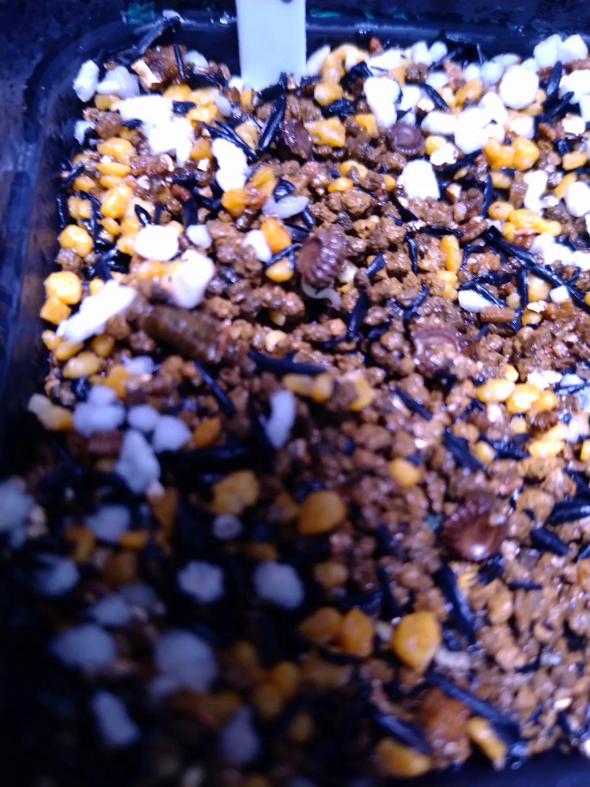 Stephania tetrandra (ステファニア テトランドラ)