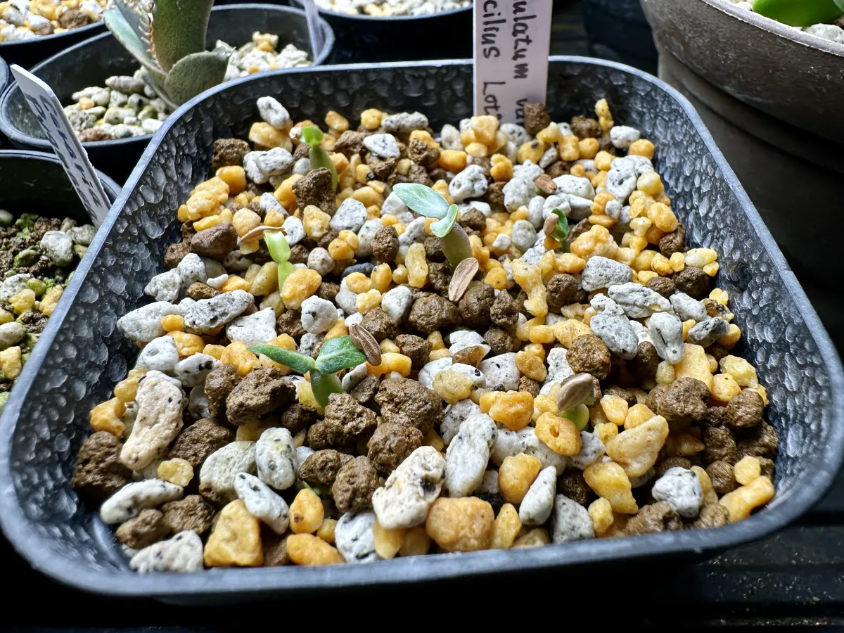 Pachypodium rosulatum var. gracilius (パキポディウム グラキリス)