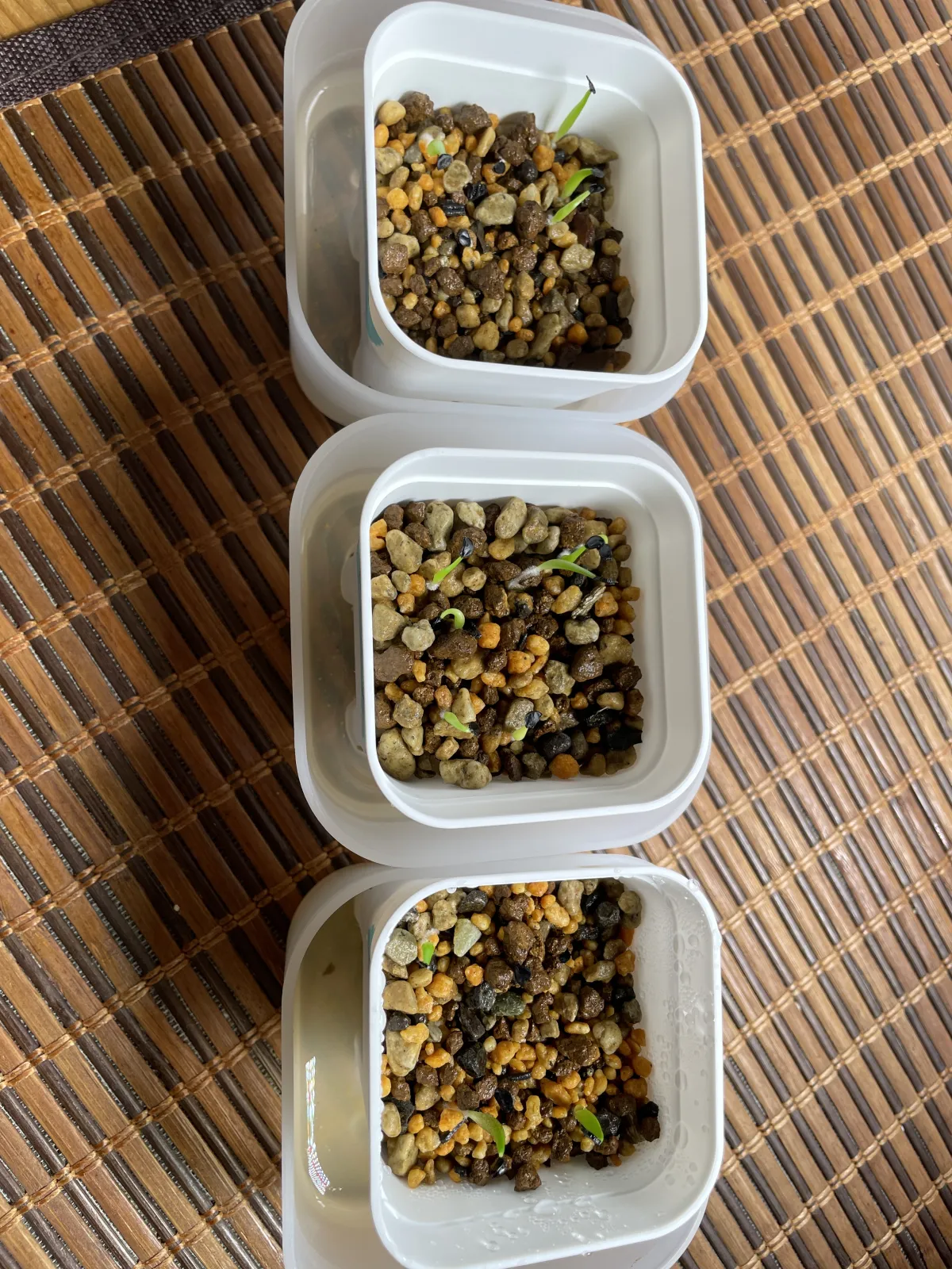 Agave titanota (アガベ チタノタ ドワーフ)