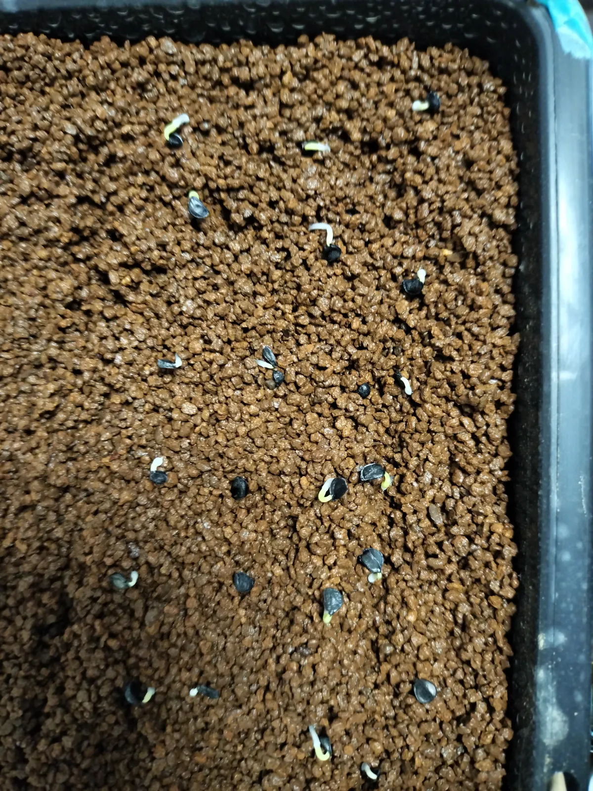 Agave utahensis var. nevadensis 'Compacta' (アガベ ネバデンシス コンパクタ)