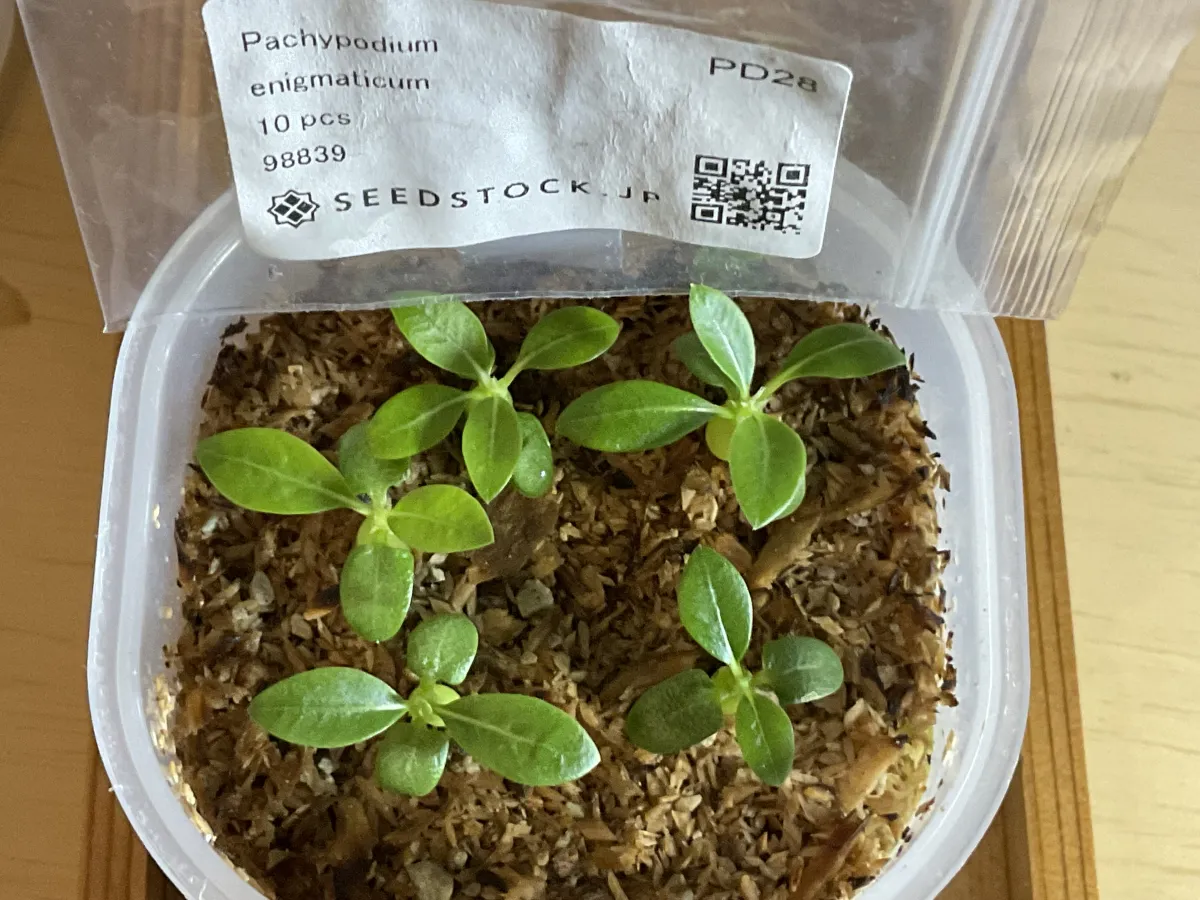 Pachypodium enigmaticum (パキポディウム エニグマチカム)