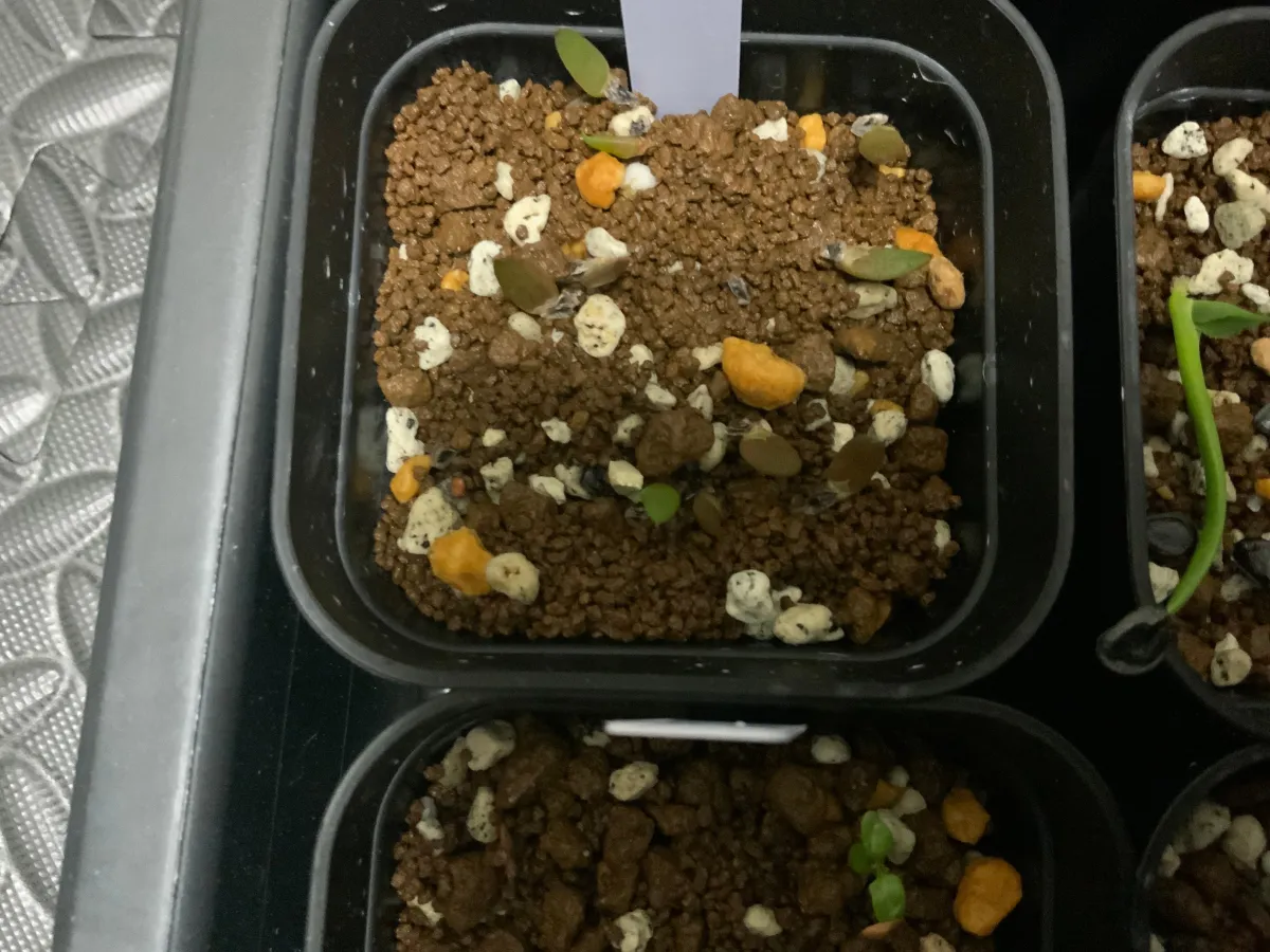 Aloe peglerae (アロエ ペグレラエ)