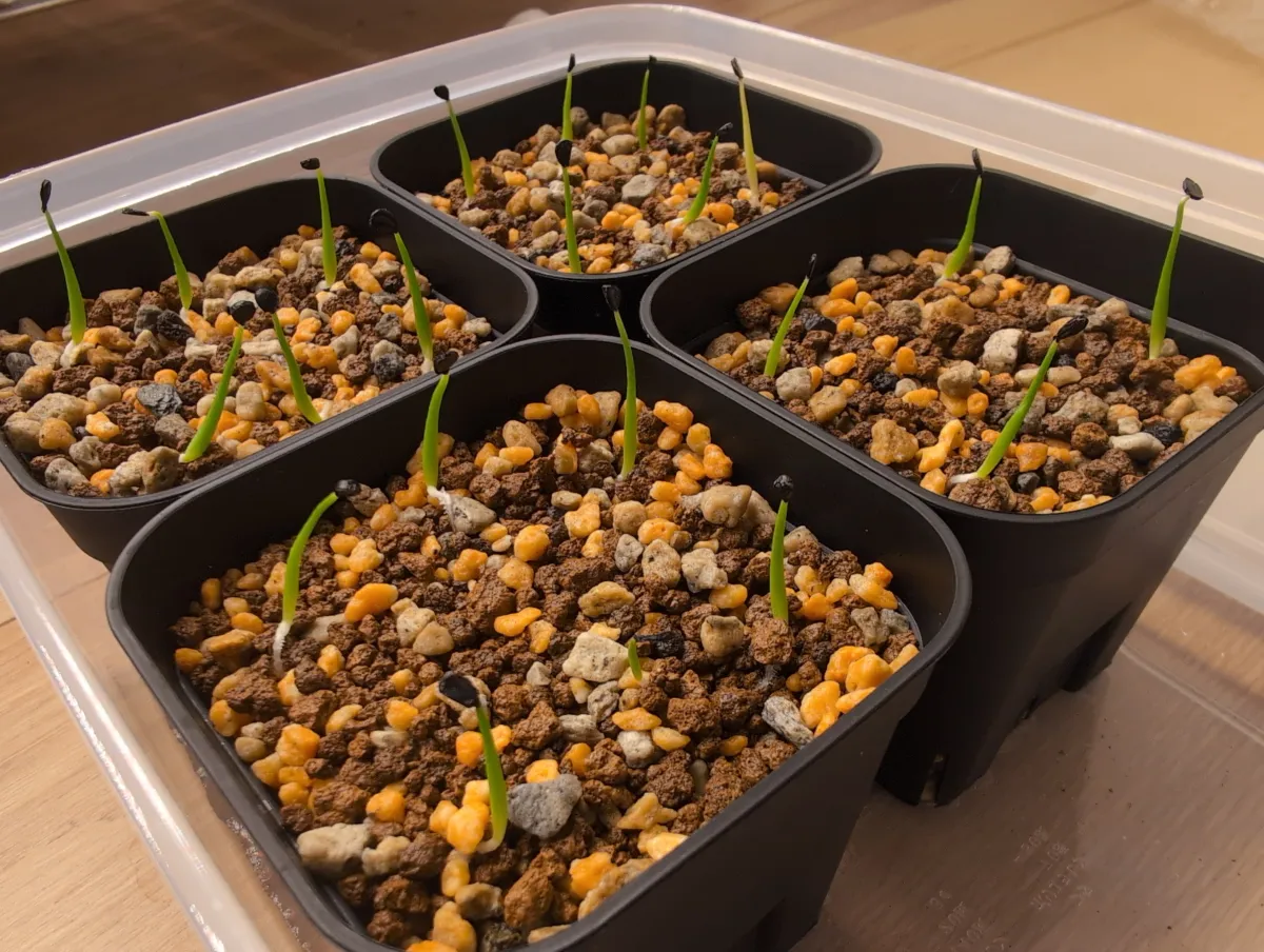 Agave utahensis var. eborispina 'Hayford' (アガベ エボリスピナ ヘイフォード)