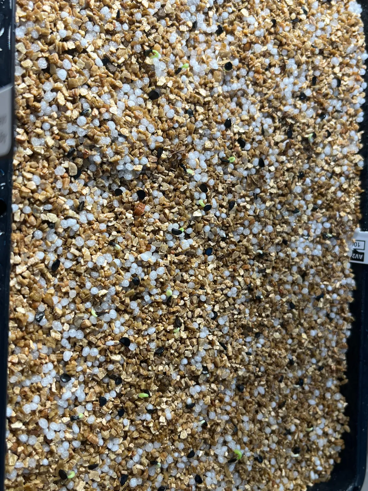 Agave oteroi 'Los Cues' (アガベ オテロイ ロス・クエス)