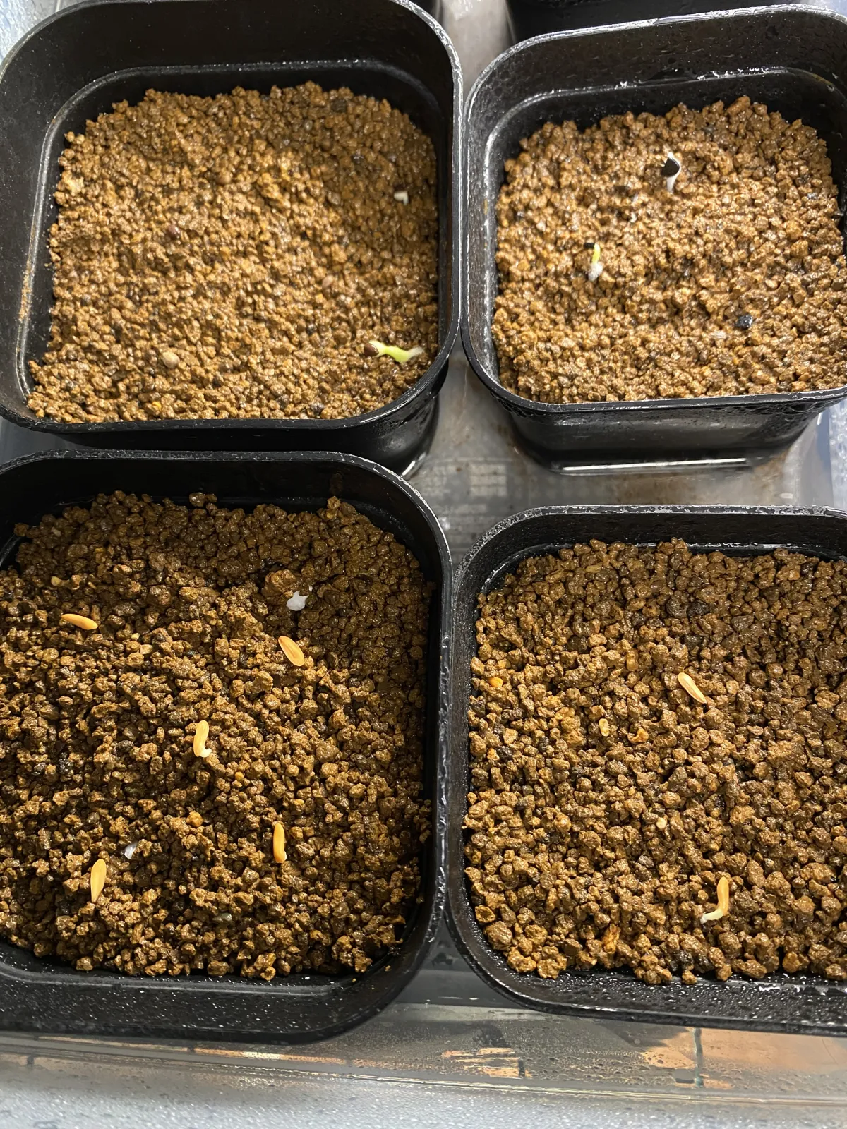 Pachypodium rosulatum ssp. cactipes (パキポディウム カクチペス)