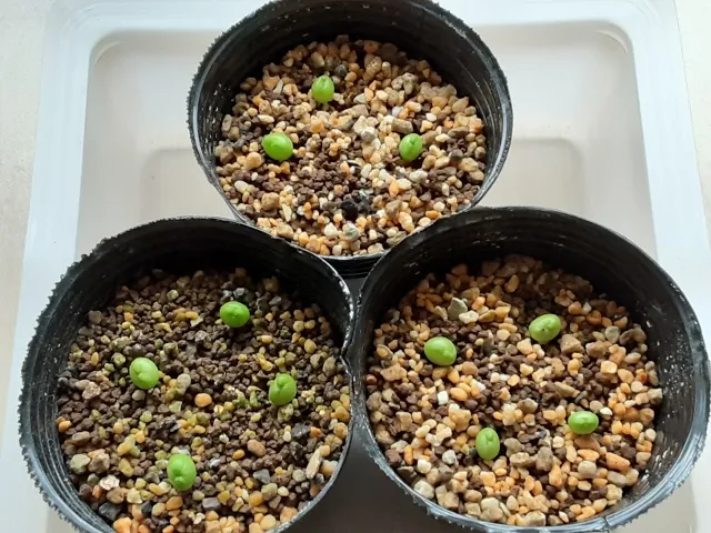 Pseudolithos migiurtinus (セドウリトス ミギウルティナス)