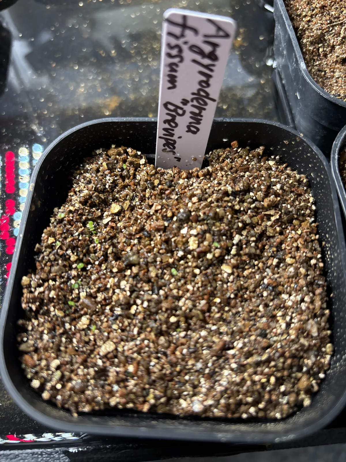 Argyroderma fissum (アルギロデルマ フィッサム)