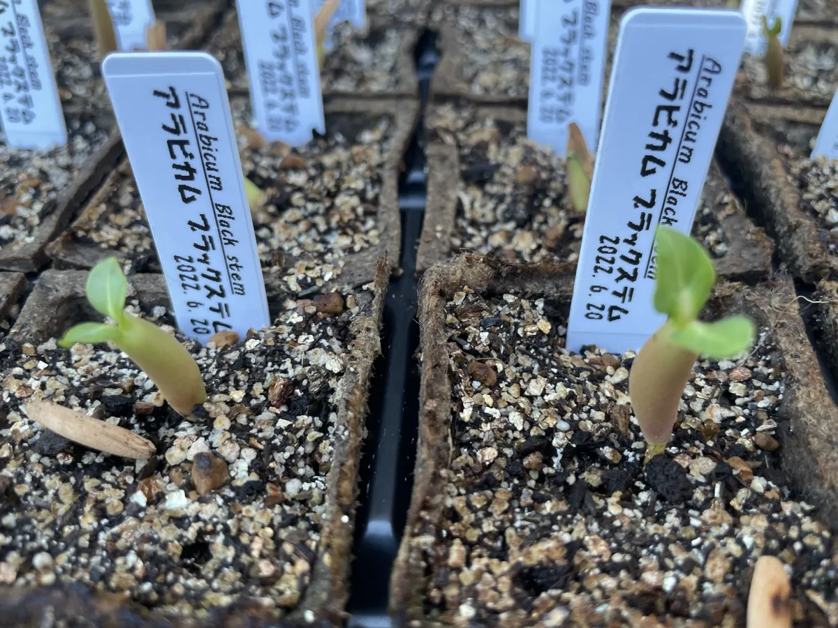 Adenium arabicum Black Stem (アデニウム アラビカム ブラックステム)