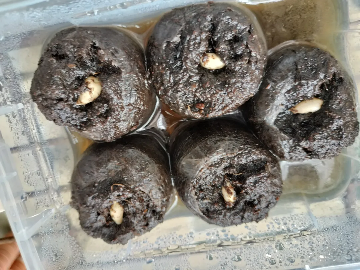 Welwitschia mirabilis (ウェルウィッチア ミラビリス 奇想天外)