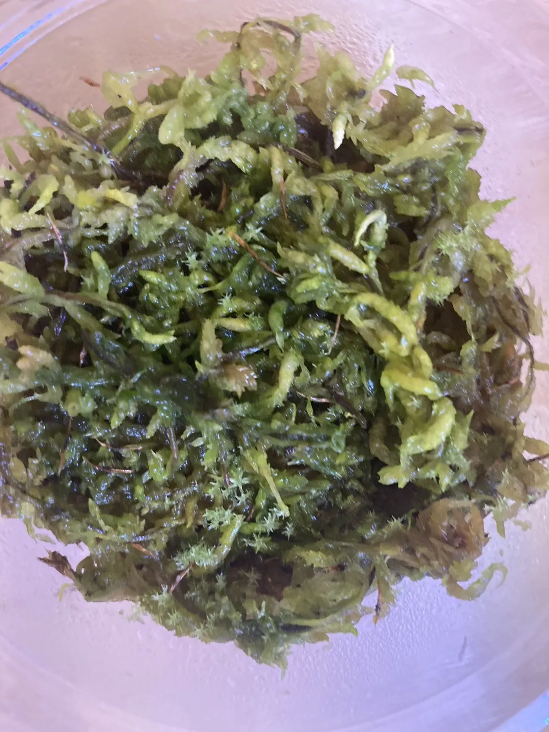 Nepenthes madagascariensis (ネペンテス マダガスカリエンシス)