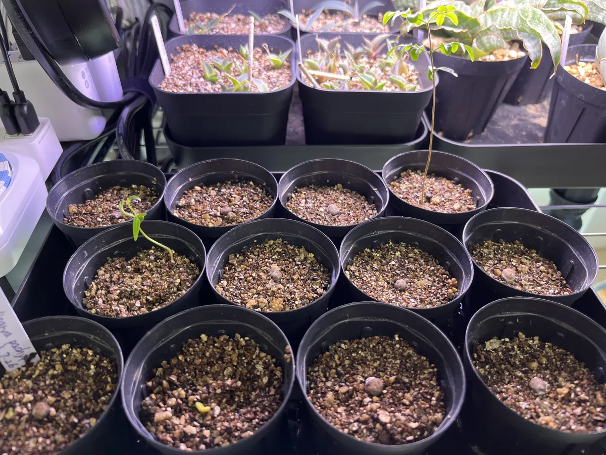 Operculicarya pachypus (オペルクリカリア パキプス)