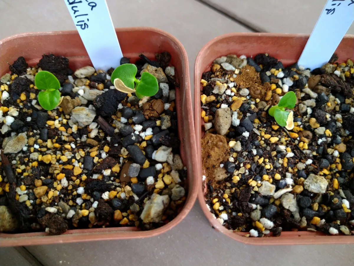 Fockea edulis (フォッケア 火星人)