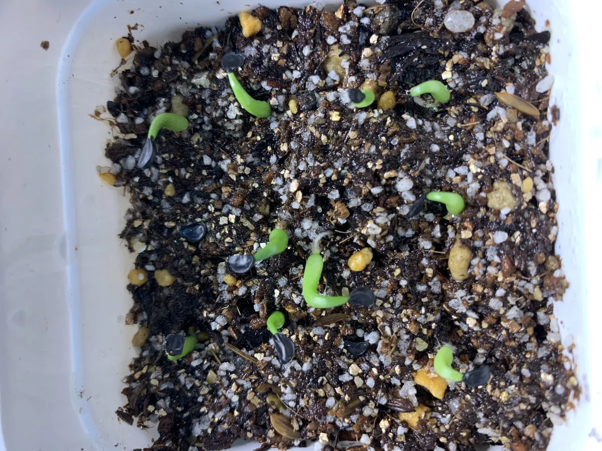 Agave victoriae-reginae (アガベ ビクトリアレジーナエ 笹の雪)