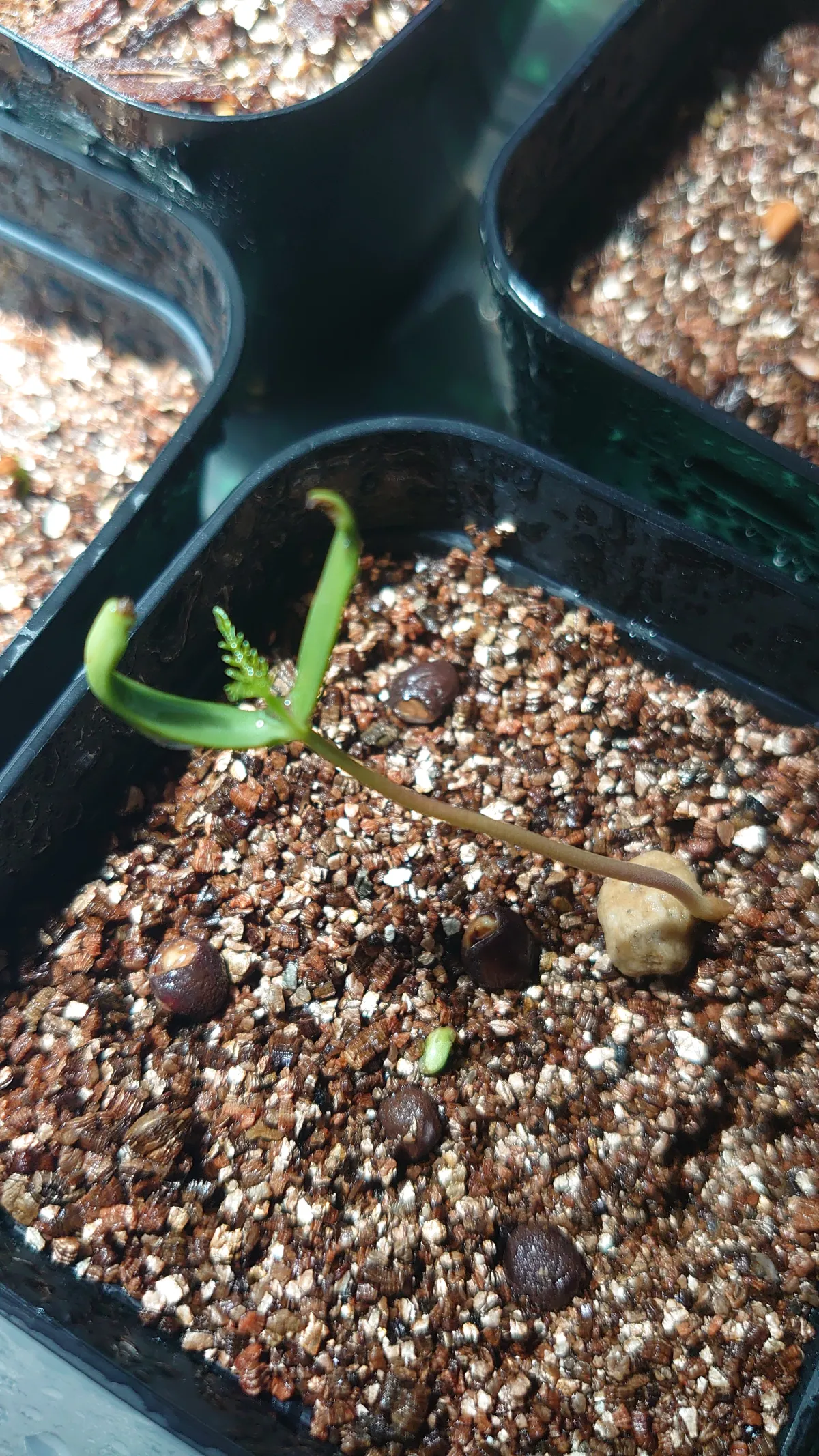 Operculicarya pachypus (オペルクリカリア パキプス)