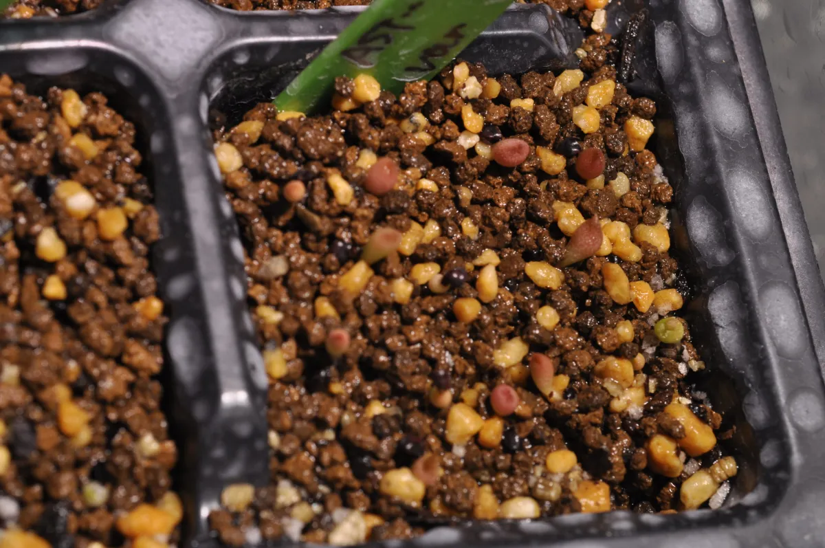 Astrophytum myriostigma 'Shikaku-Ranpo-Gyoku' (アストロフィツム 四角鸞鳳玉)