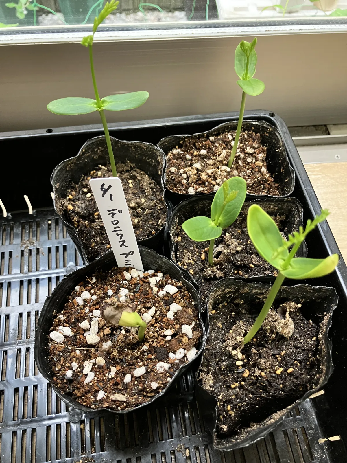 Delonix pumila (デロニクス プミラ)