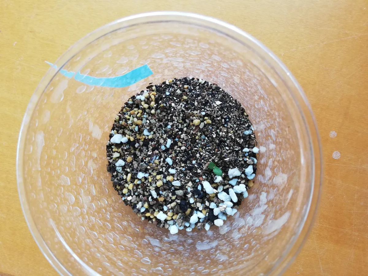 Pachypodium brevicaule subsp. leucoxanthum (パキポディウム レウコキサンツム)