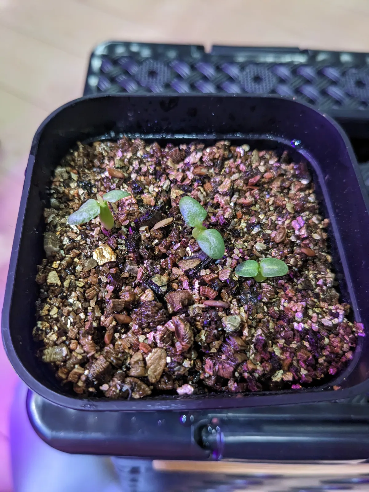 Pachypodium densiflorum var. brevicalyx (パキポディウム ブレビカリックス)